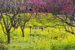 富山植物公園　どこをとっていいか迷います