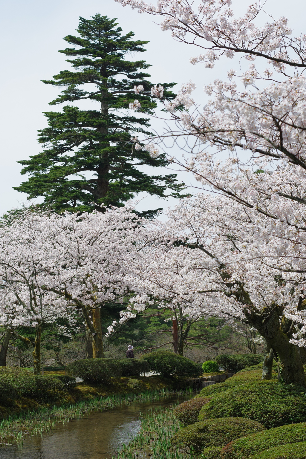 2020年兼六園 桜 ペトリ 50mmf1.7