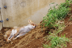 東部動物公園　ねむいキツネ