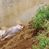 東部動物公園　ねむいキツネ