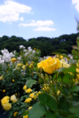 バラ園 