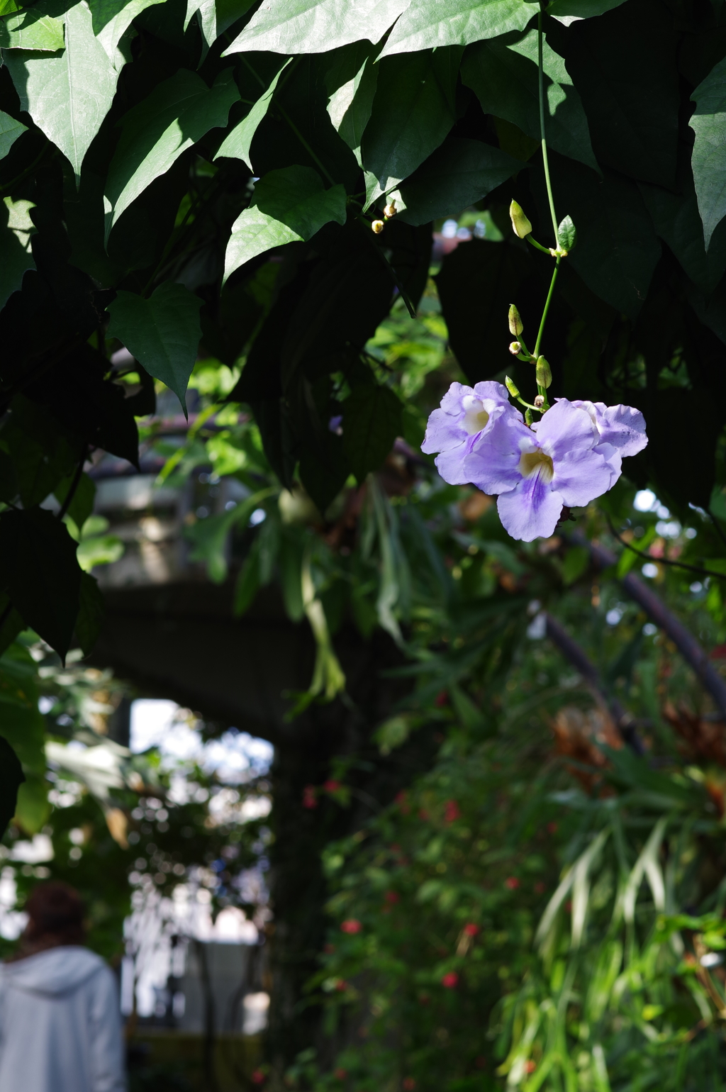 富山植物公園 (46)