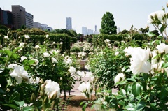 山下公園のバラ園(フィルム)