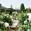 山下公園のバラ園(フィルム)