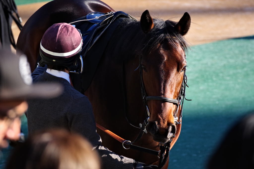 東京競馬場 やる気十分