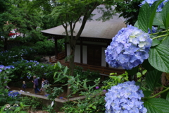 妙楽寺 紫陽花とお寺