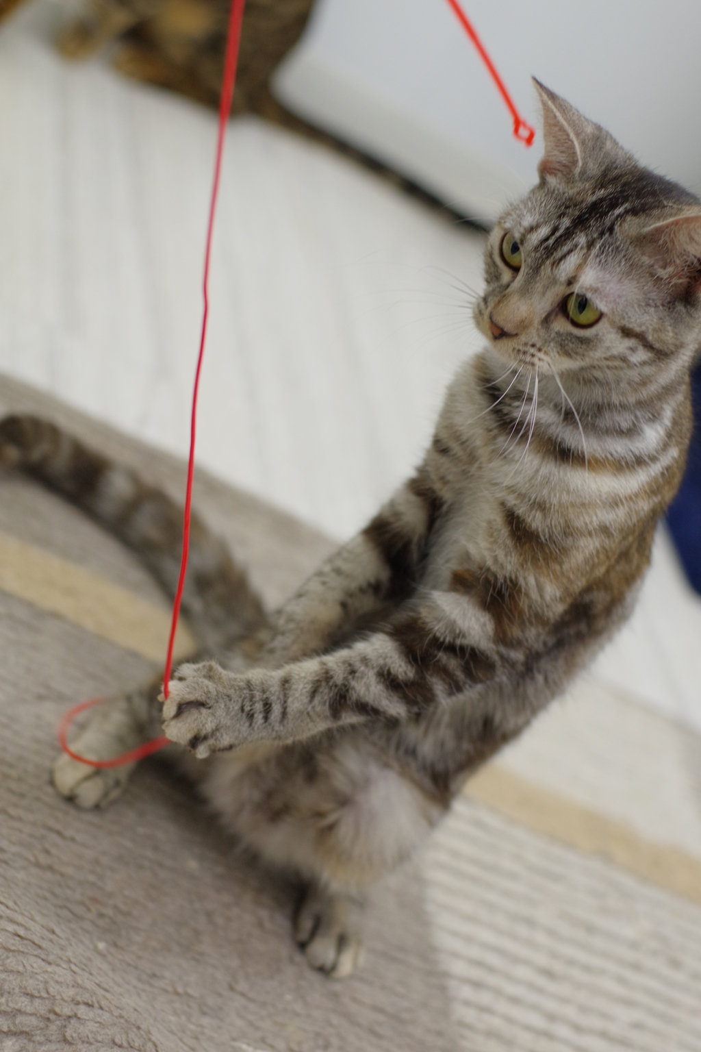 星川  どうぶつのおうち これが噂の野良猫拳？