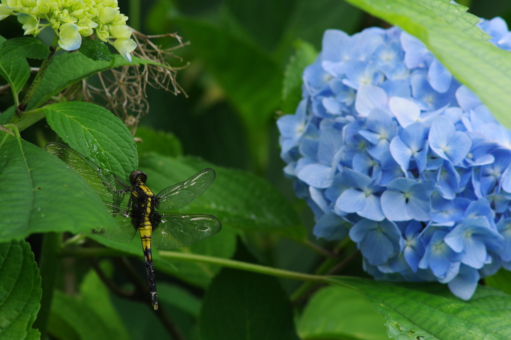 紫陽花とトンボ
