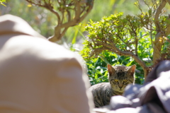 今日のノラ猫さん 46 怒ってる？