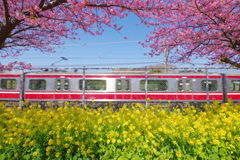 DA 11-18mm f2.8 試し撮り 河津桜と菜の花と電車のシンメトリー