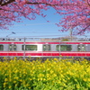 DA 11-18mm f2.8 試し撮り 河津桜と菜の花と電車のシンメトリー