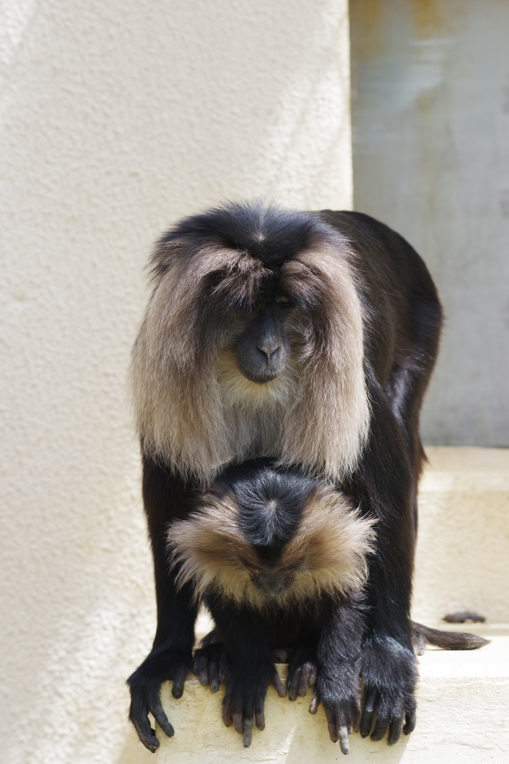 東部動物公園　下を見るシシオザルの親子