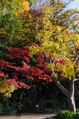 黄色と赤の鮮やかな紅葉　