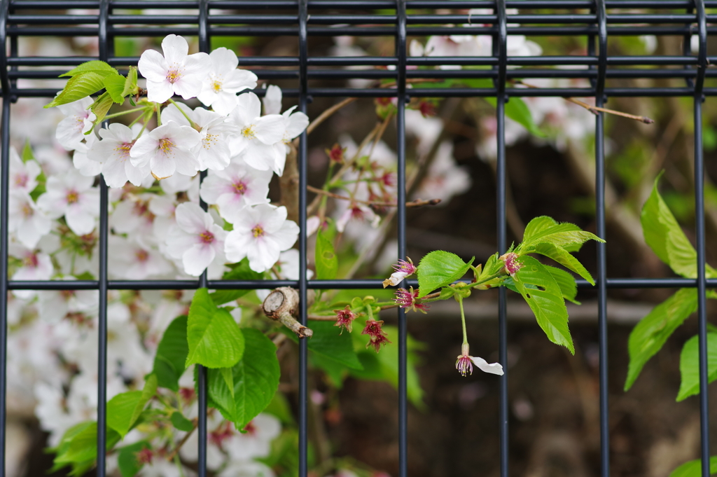 20200405 桜散歩 (10)