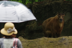 雨のズ－ラシア こちらをみるゴールデンターキーさん