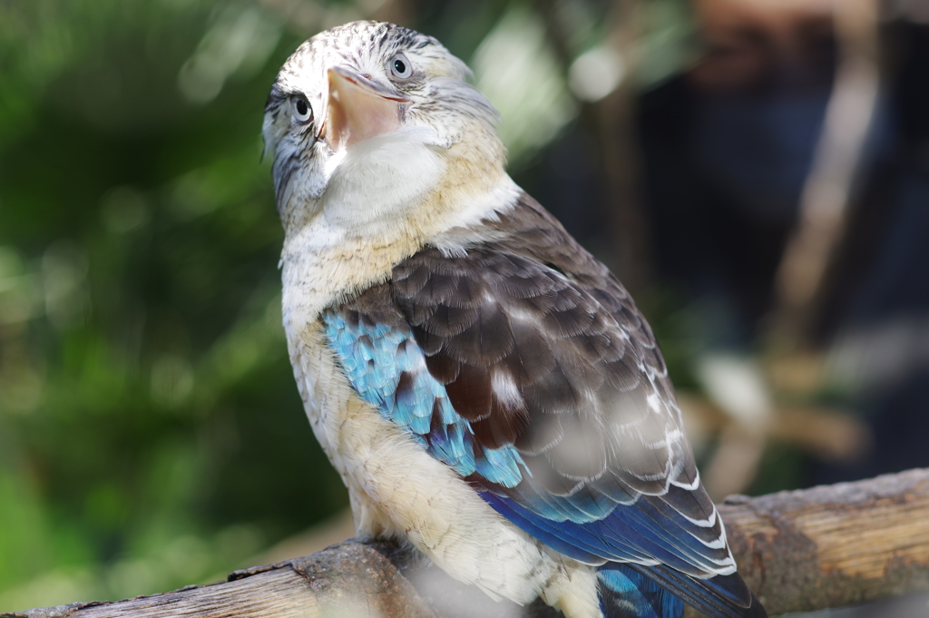 金沢動物園 アオバネワライカワセミが綺麗 1