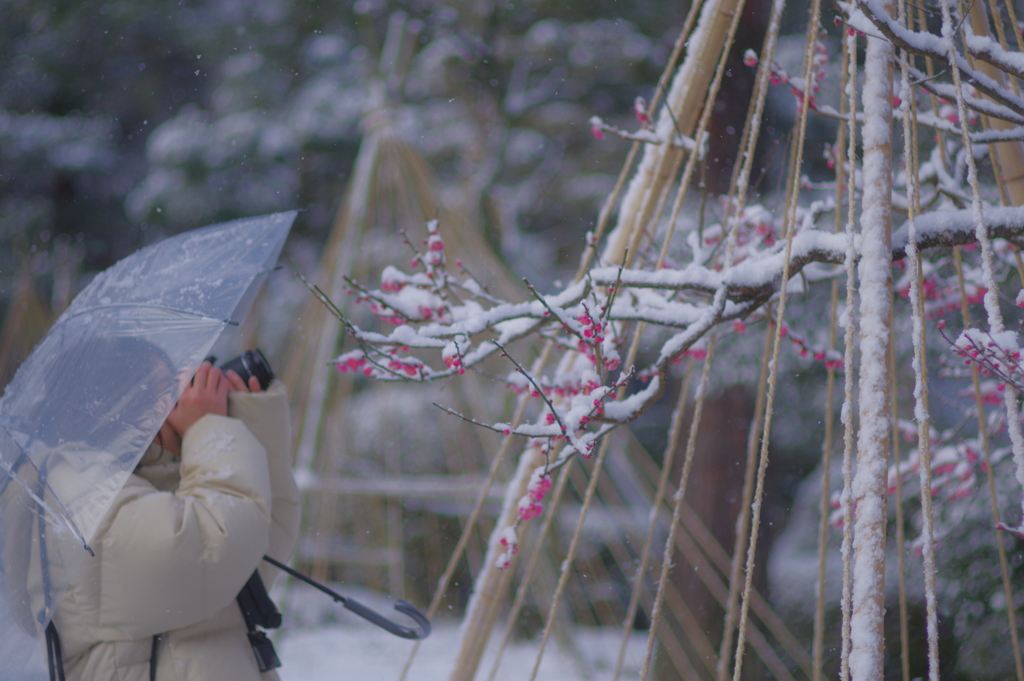 雪の兼六園 梅と雪と (5)