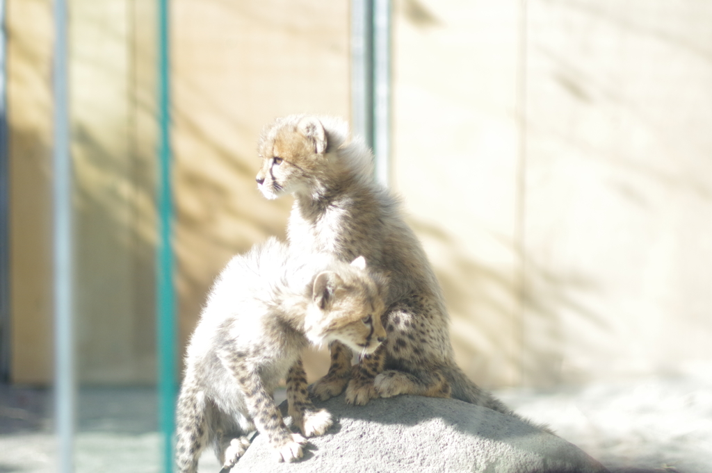 多摩動物公園 チーター 朝日をあびる