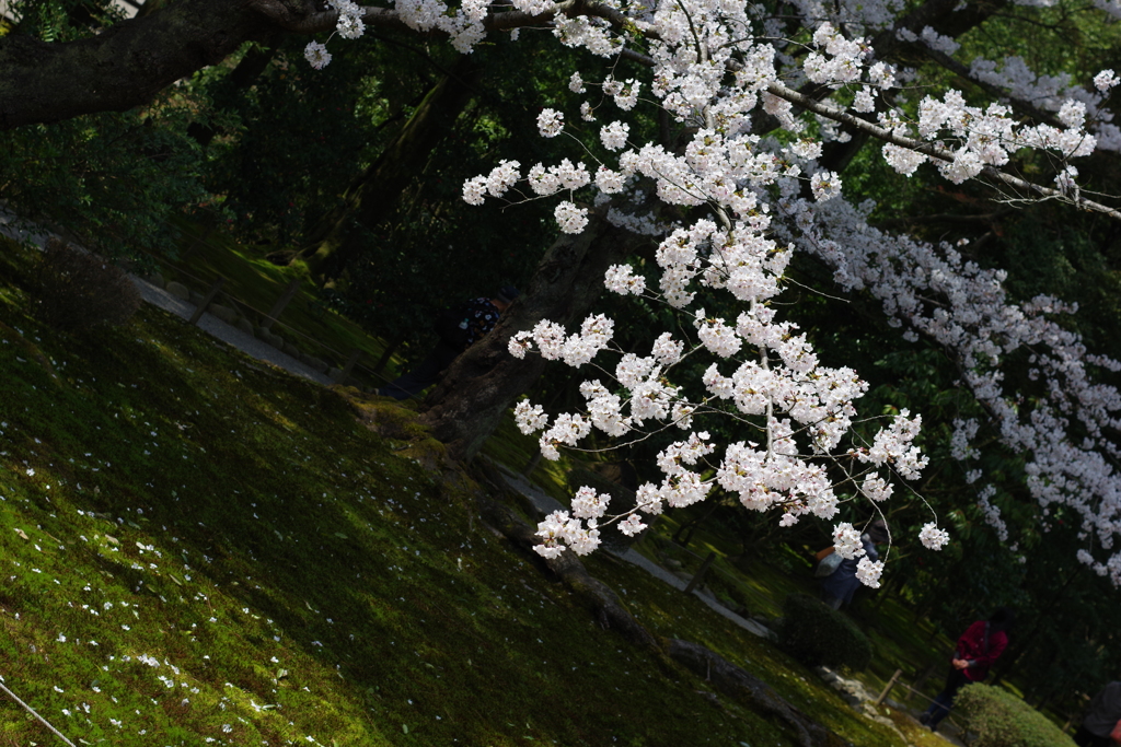 兼六園 桜 (25)