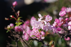 金沢動物園近く　十月桜