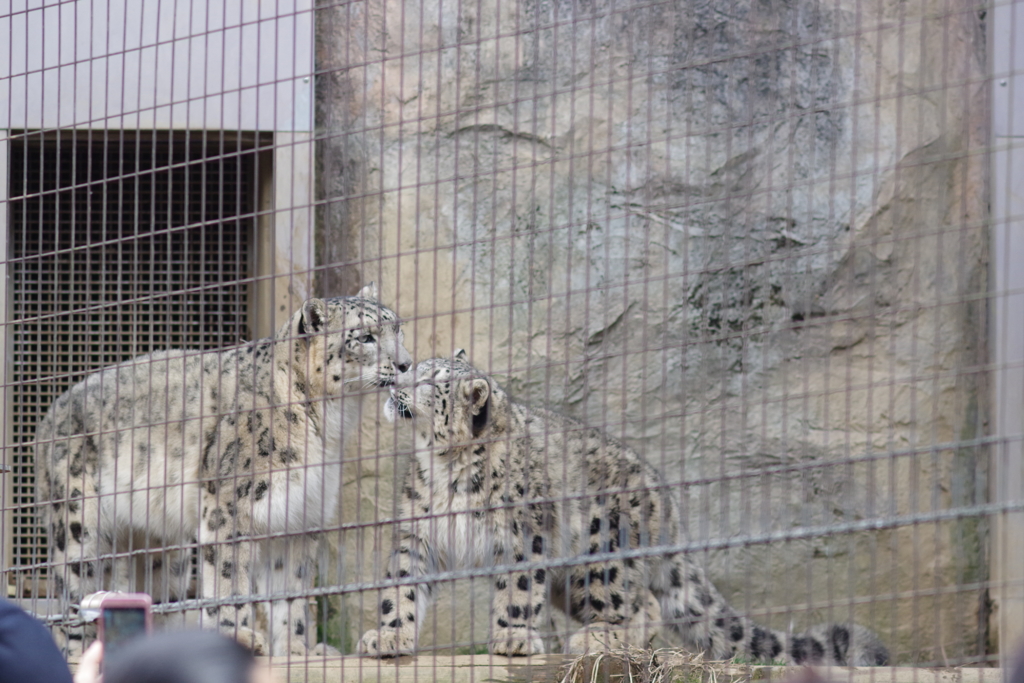 ユキヒョウの親子　じゃれる