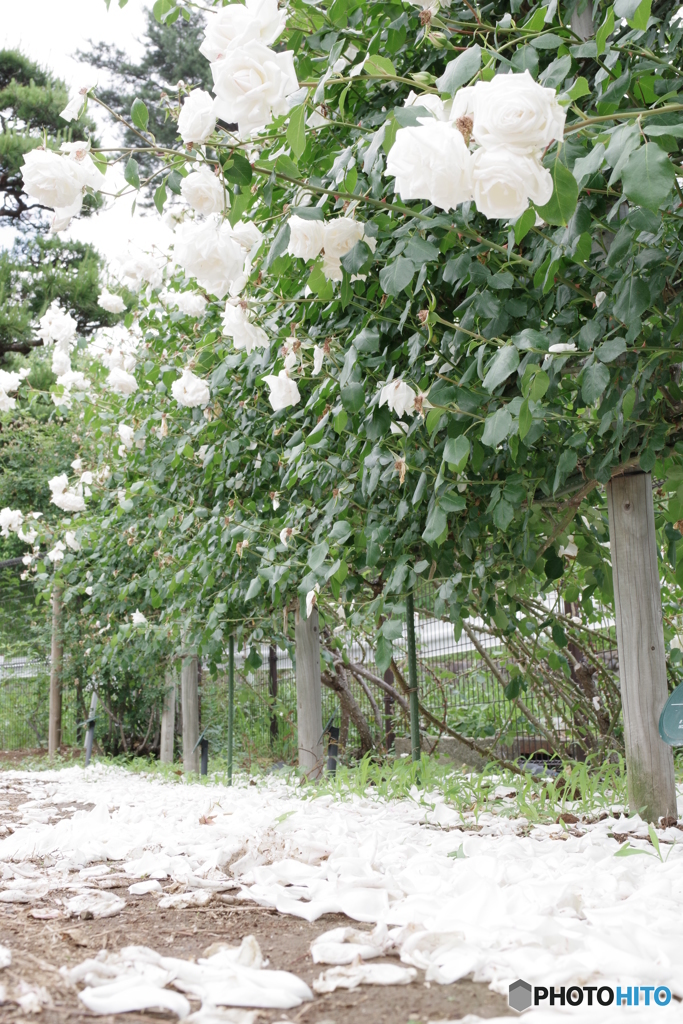 生田緑地 薔薇園 (10)