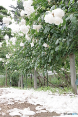 生田緑地 薔薇園 (10)
