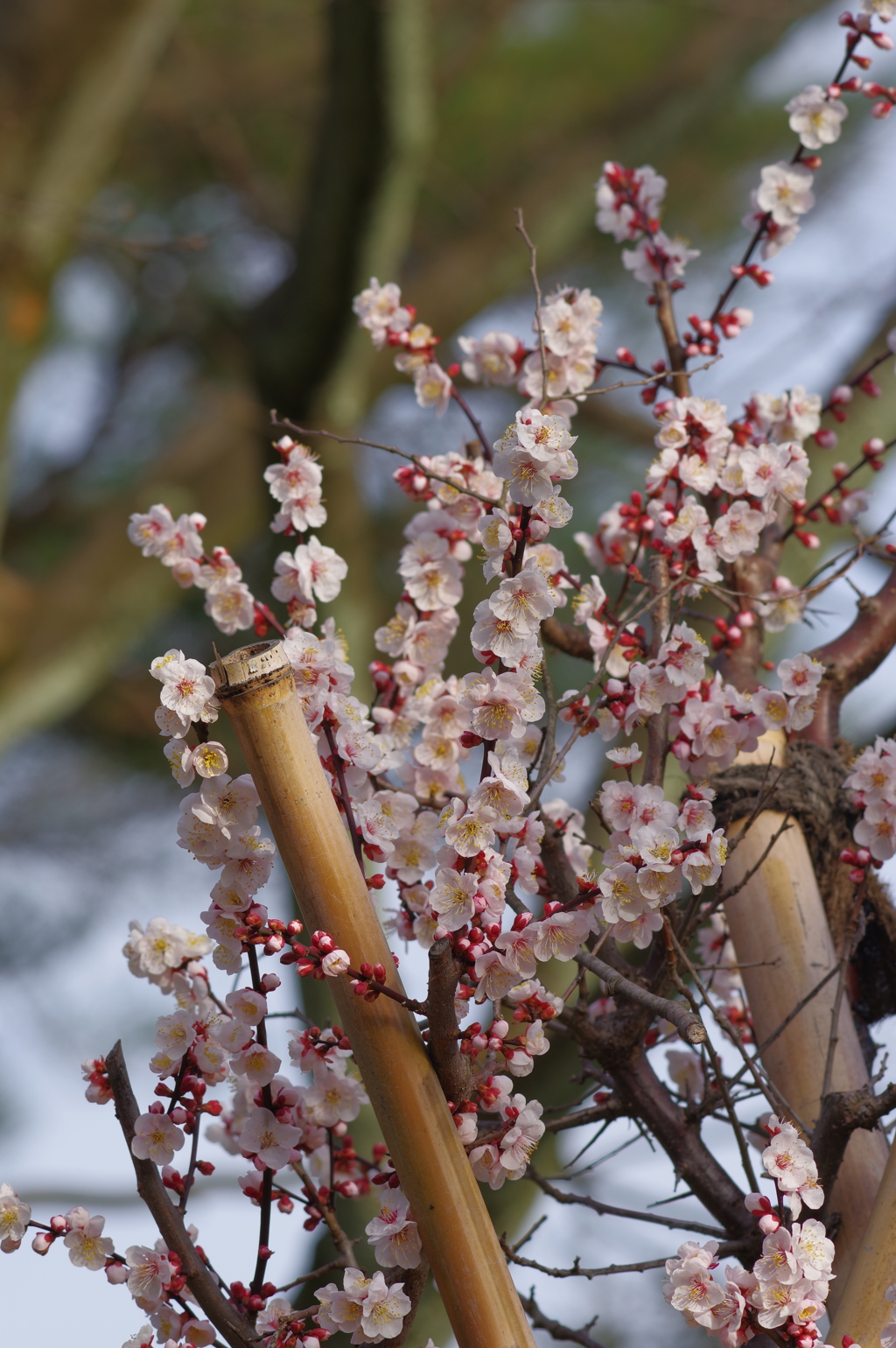 兼六園 梅と雪吊りと時々鳥 (5)