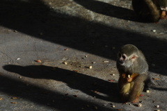 久しぶりのいしかわ動物園　朝ごはん