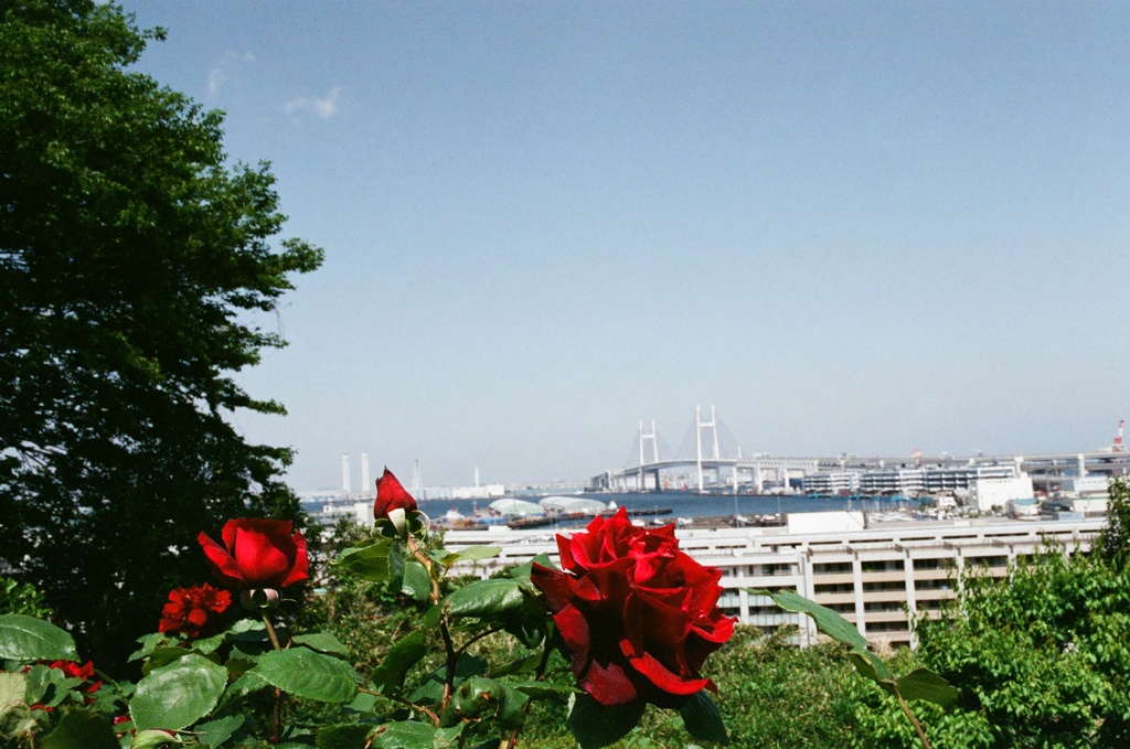 海の見える丘公園 薔薇(フィルム)