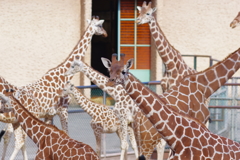 多摩動物公園 キリンだらけ