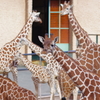 多摩動物公園 キリンだらけ