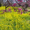 富山植物公園 菜の花と梅