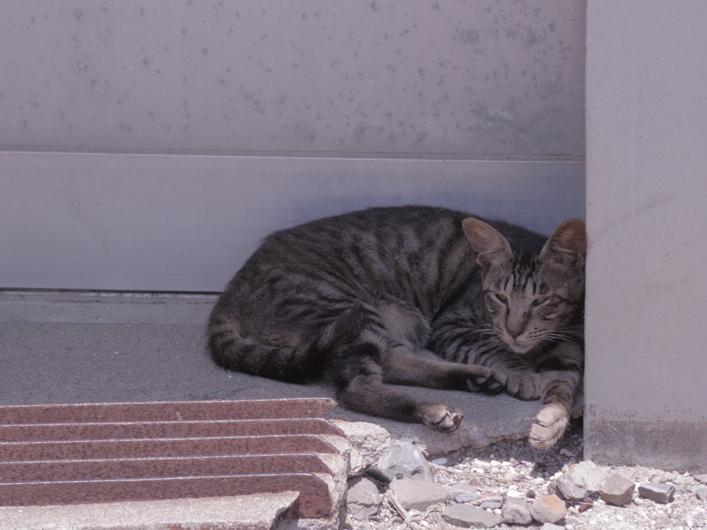 池島　野良猫たち