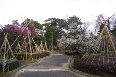 兼六園 梅林 (2)