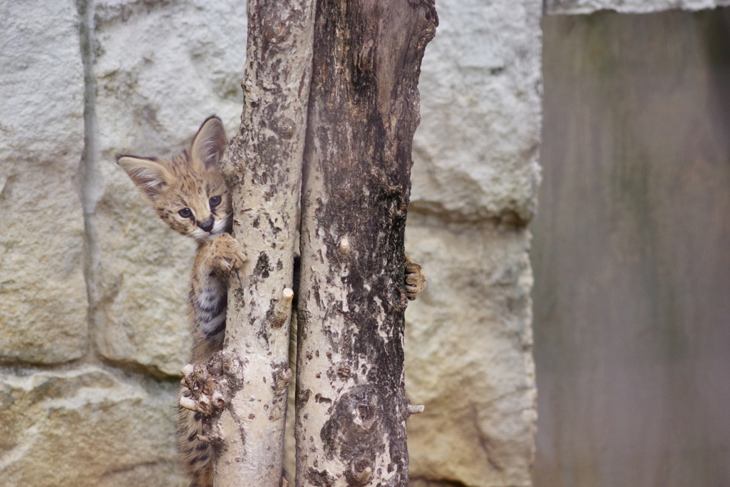 多摩動物公園 サーバルキャットの子供 木登り