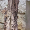 多摩動物公園 サーバルキャットの子供 木登り