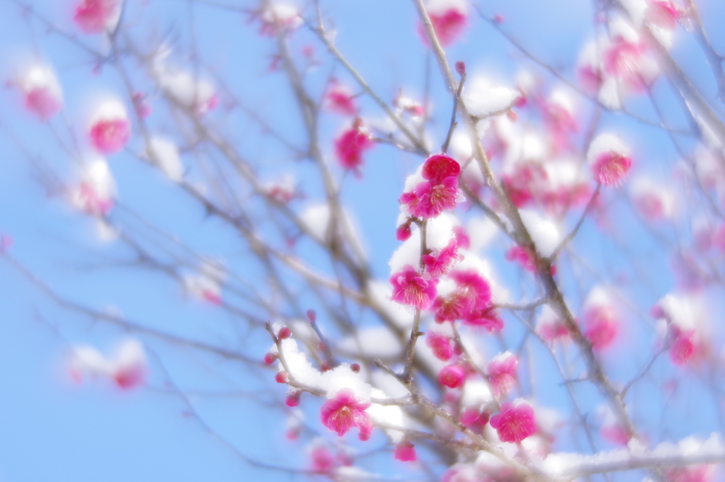 雪の兼六園 ソフトフォーカスレンズでぶらぶら (7)