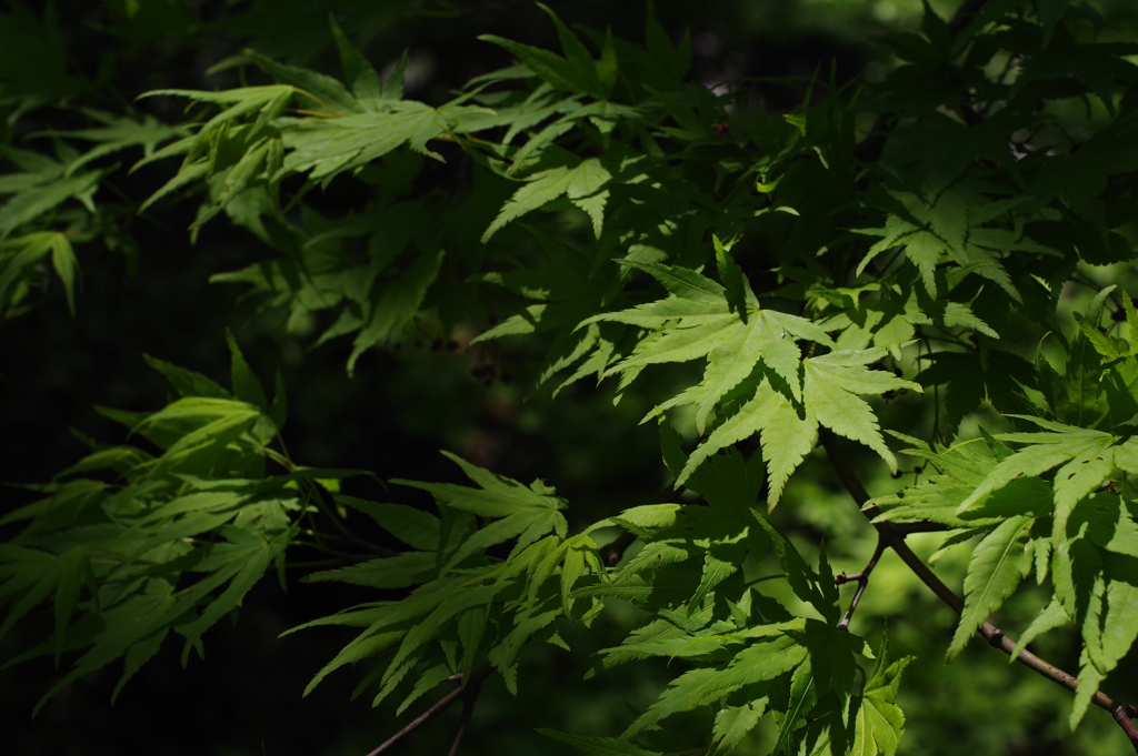卯辰山散歩 (32)