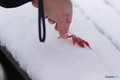 雪と紅葉 (10)