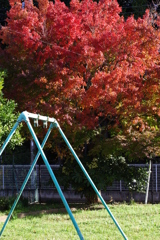 今年一番の紅葉 近所公園
