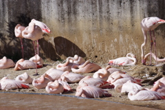 多摩動物公園 寒いのかな フラミンゴ