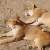 多摩動物公園 ライオン　足をそっと乗せる