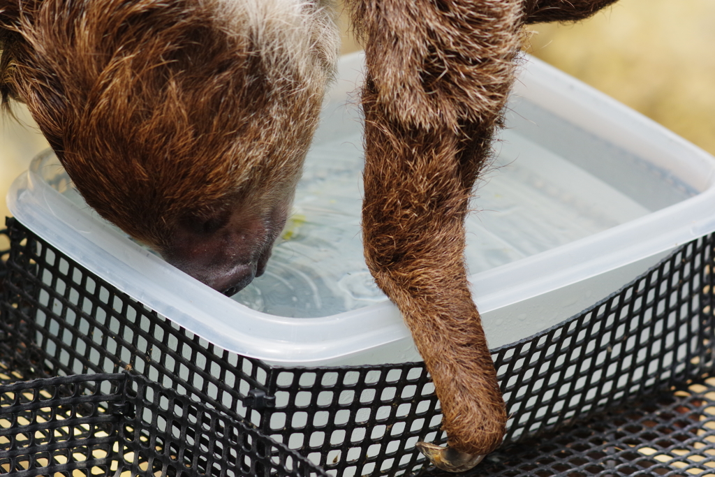 いしかわ動物園　なまけもの　すごい飲み方