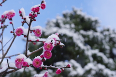 雪の兼六園 梅と雪と (3)