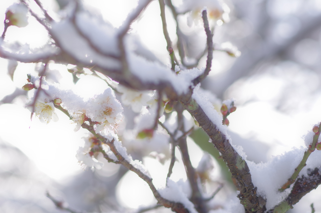 雪の兼六園 梅と雪と光