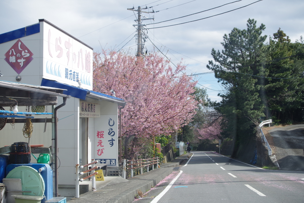 伊豆旅行　車で移動中　桜綺麗!!