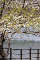 大井町埠頭公園 鳩と桜
