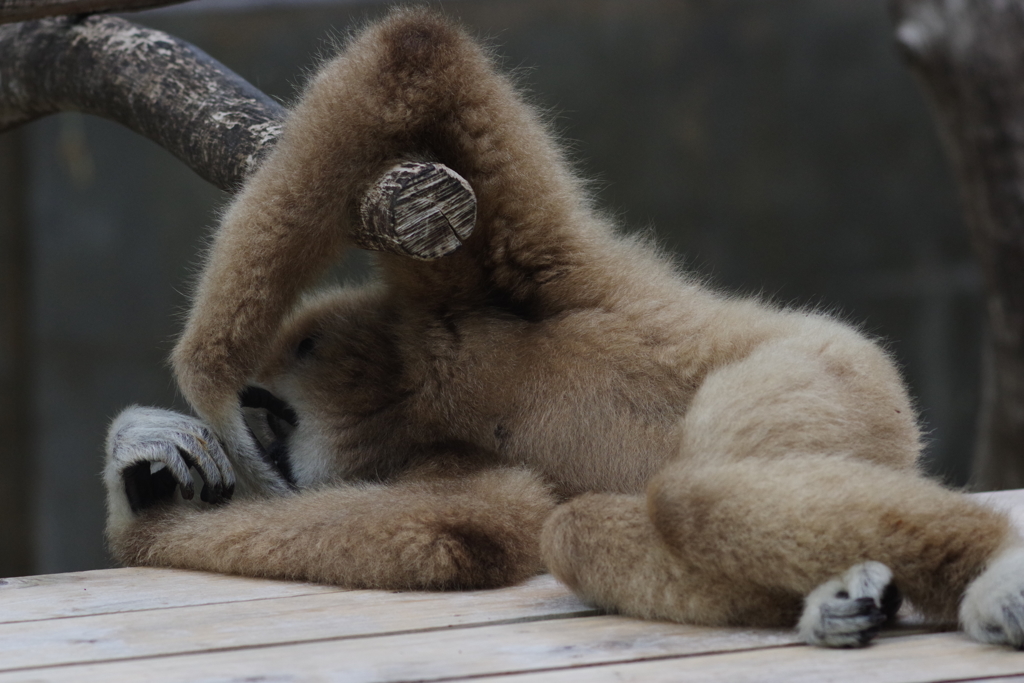 雨のいしかわ動物園 寝てる