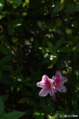 西洋館　YASHINON 50mm f1.7